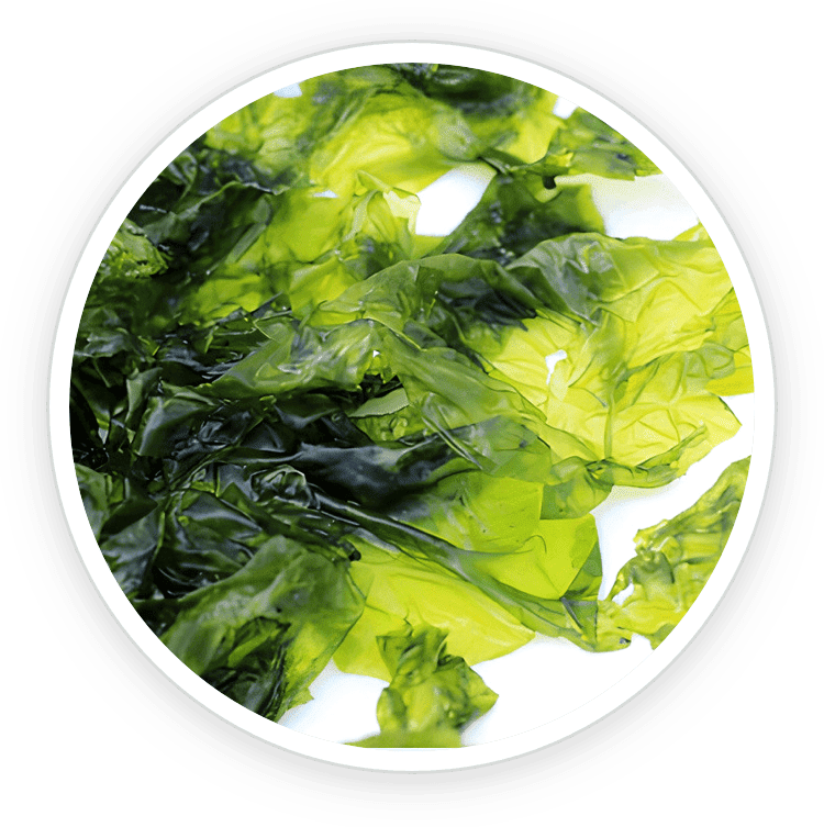 Nori Yaki
