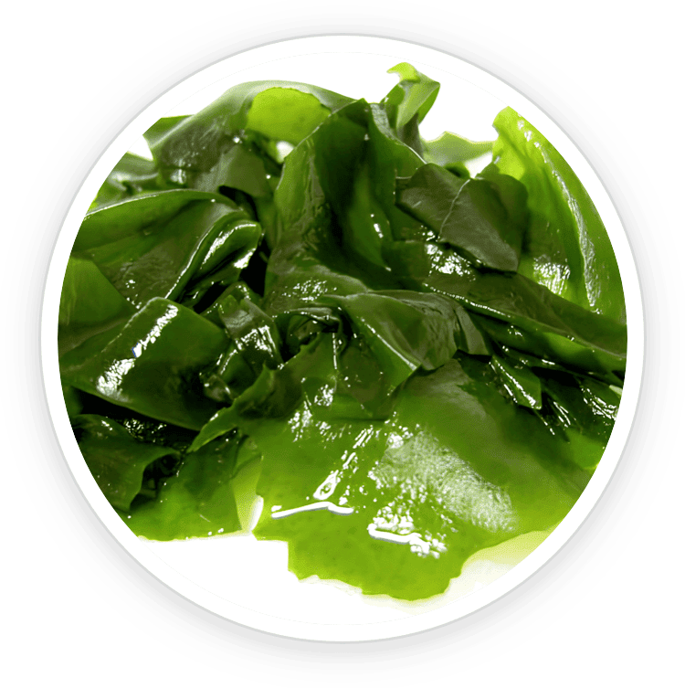 Wakame