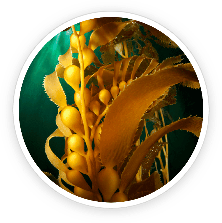 Kelp